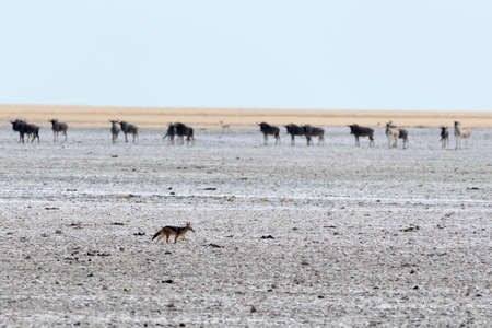 jackalの写真素材