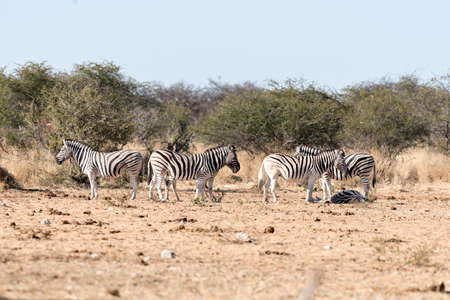 zebraの写真素材