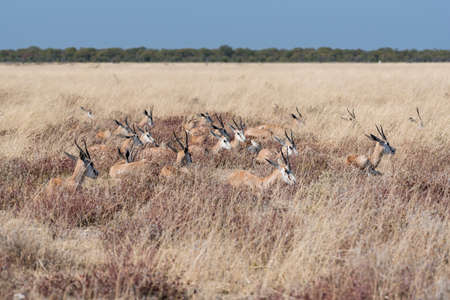 springbokの写真素材