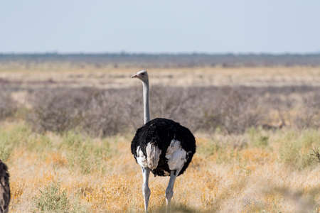 ostrichの写真素材