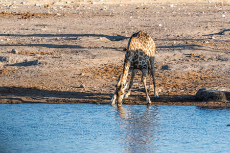 giraffe in the wildの写真素材