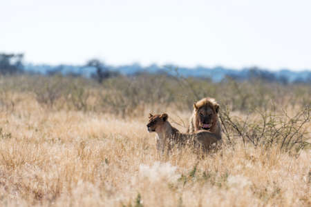 lionの写真素材