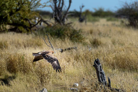 eagleの写真素材