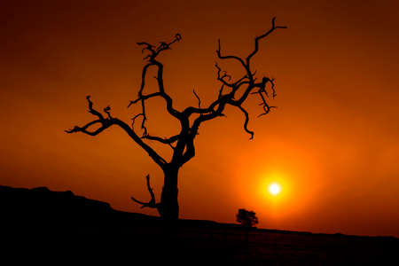 desertの写真素材