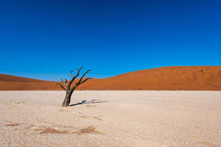 desertの写真素材