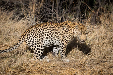 leopardの写真素材