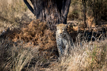leopardの写真素材