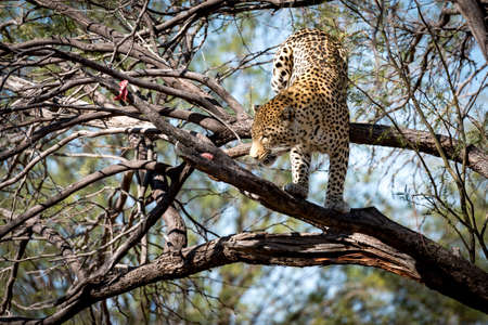leopardの写真素材