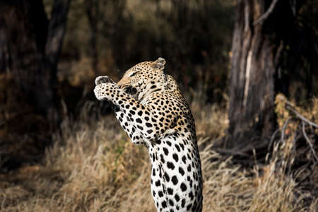 leopardの写真素材