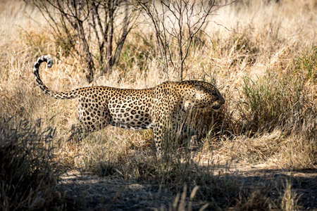 leopard