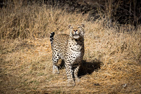 leopardの写真素材