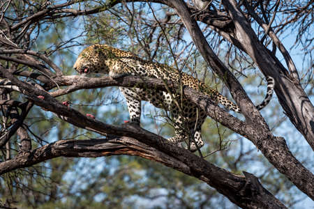 leopardの写真素材