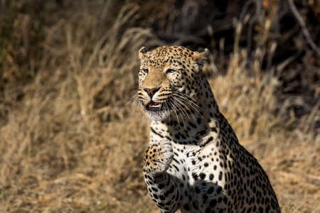 leopard