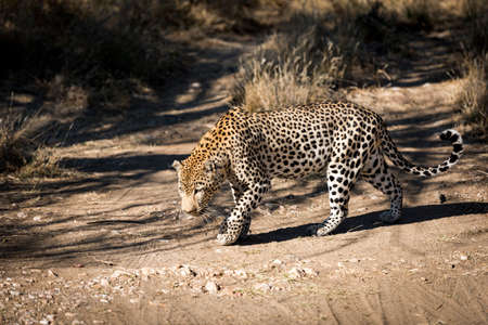 leopardの写真素材