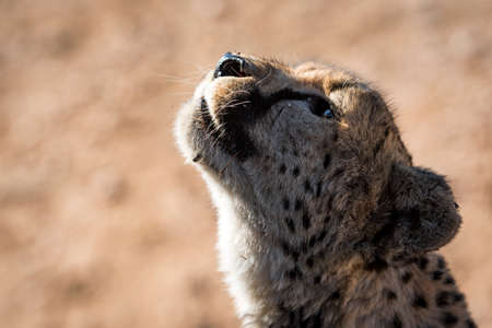 cheetahの写真素材