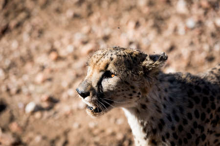 cheetahの写真素材