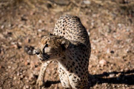 cheetahの写真素材