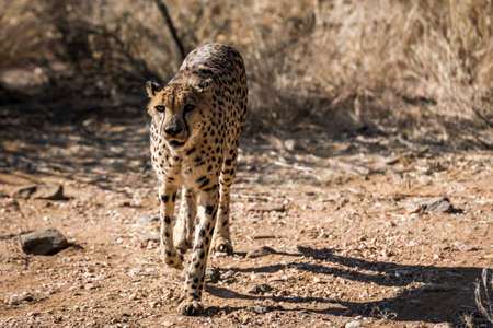 cheetahの写真素材