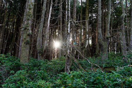 forestestの写真素材