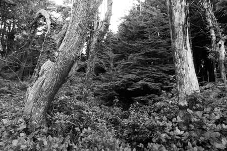 forestの写真素材