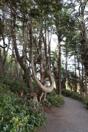 forestの写真素材