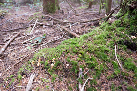 forrestの写真素材