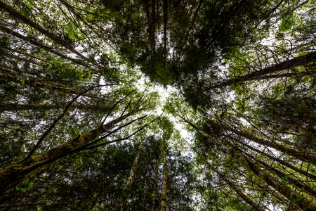 forestの写真素材