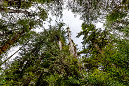 forestの写真素材