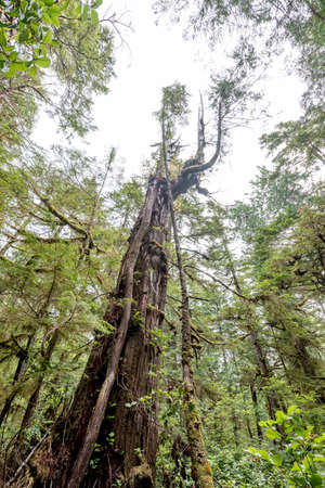 forestの写真素材