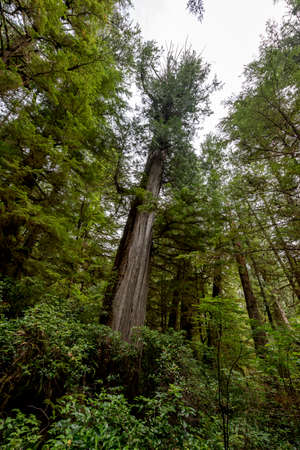 forestの写真素材