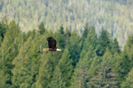 eagleの写真素材