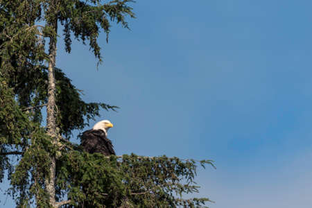 eagleの写真素材