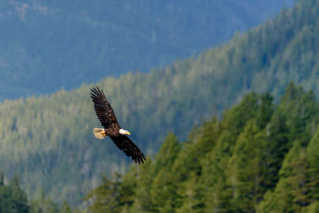 eagleの写真素材