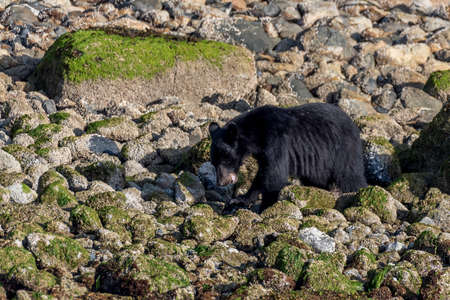 bear