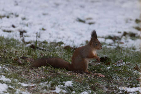 Squirrelの写真素材
