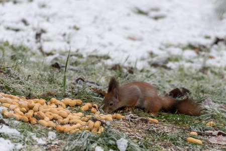 squirrel background.の写真素材