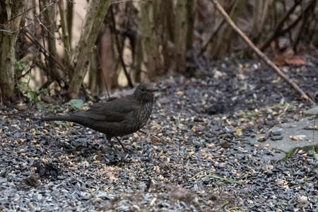 Birdの写真素材