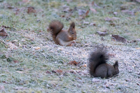 squirrelの写真素材