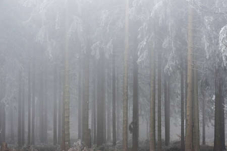 forest