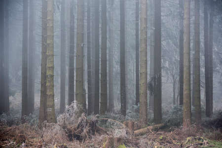 forest