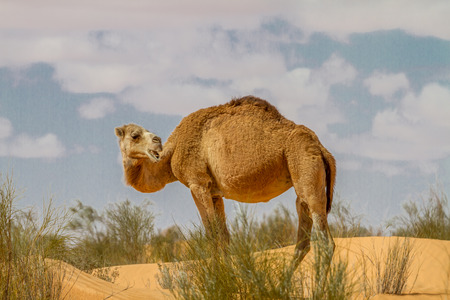 Dromedary camel at the tunisian desertの写真素材