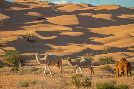 Two white dromedary camel at the tunisian desertの写真素材