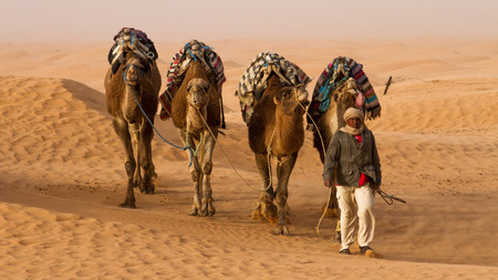 Dromedary camel arrieve at an oasisのeditorial素材