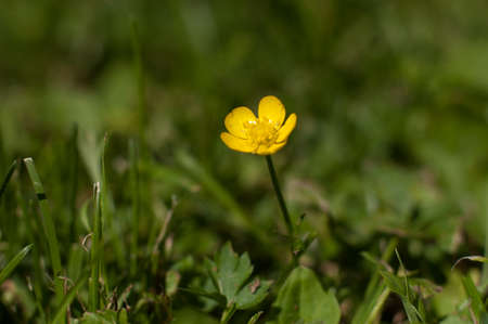 common buttercup, Ranunculus acris, in a green grass field.の写真素材