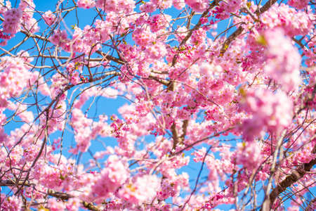 Beautiful cherry blossom on a sunny spring day.