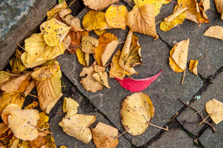 yellow leaves lying on stone ground, among them one single red leaf.の写真素材