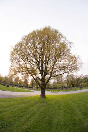 Wide angle photo of a tree in a graveyard.