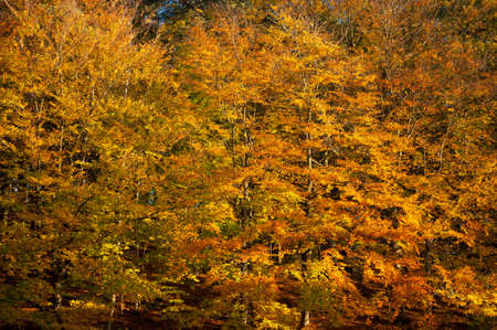Green, yellow and brown leaves of trees in a forest.