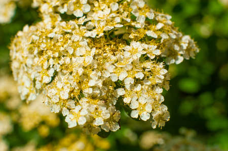White and yellow flowers on a tree.の写真素材