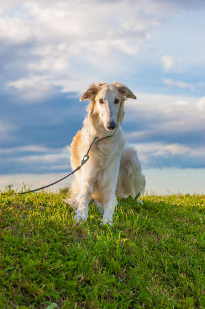 A borzoi dog in a leash lying down in the grass.の写真素材